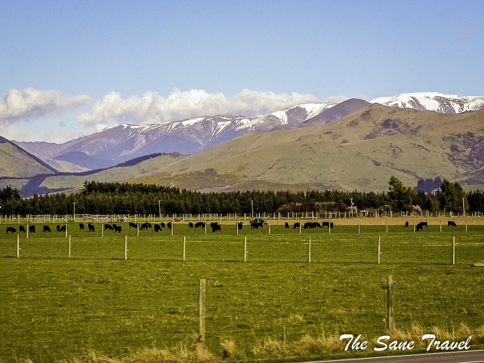 21 tranzalpine train thesanetravel.com TranzAlpine P1330641