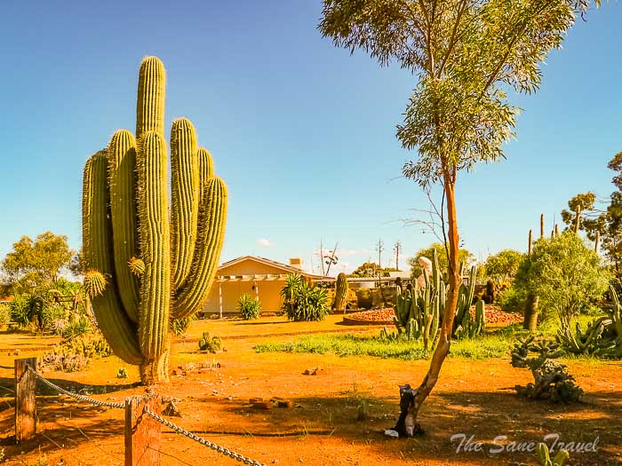 91 cactus thesanetravel.com P1731281