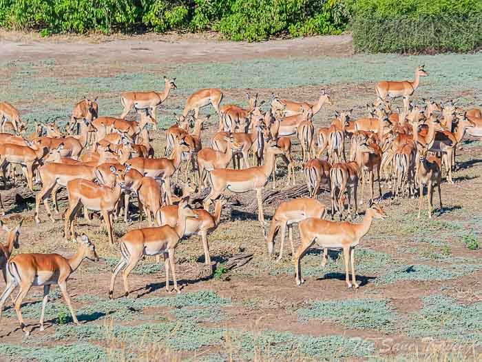 55 okwango thesanetravel.com P1601972