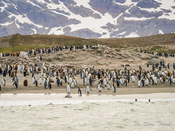 Review of Penguin safari trip by Quark Expeditions