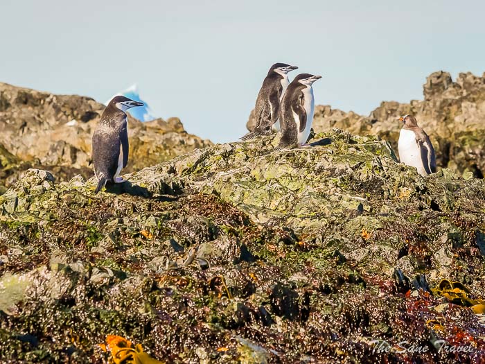 162 4 january gold harbour thesanetravel.comP1360248