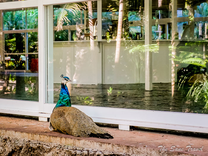 65 arucas garden thesanetravel.comP1276035