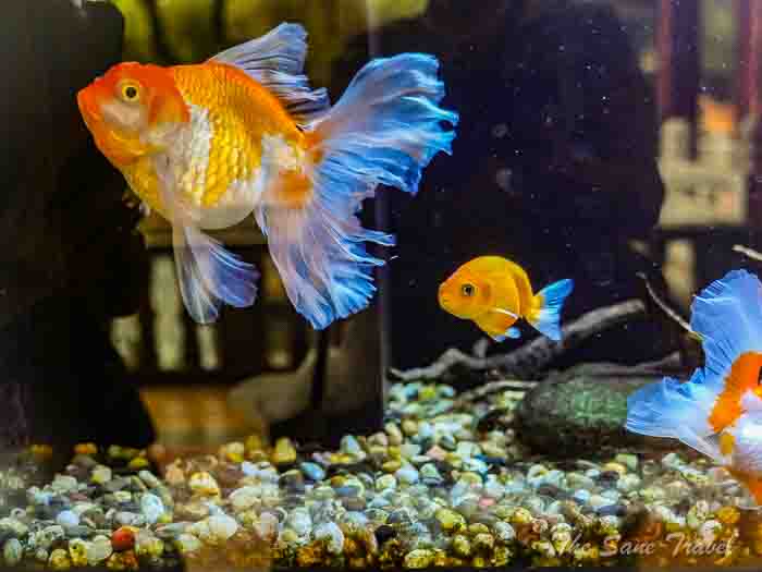 69fish baomo thesanetravel.com P1546109