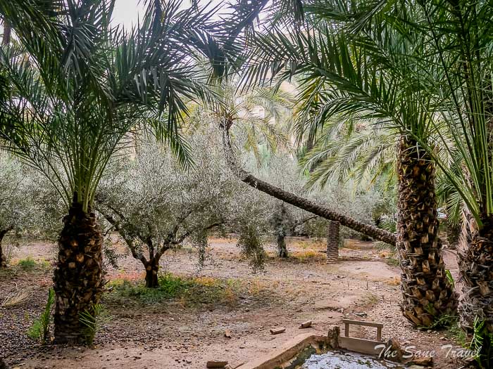 83 palm museum thesanetravel.com P1499296