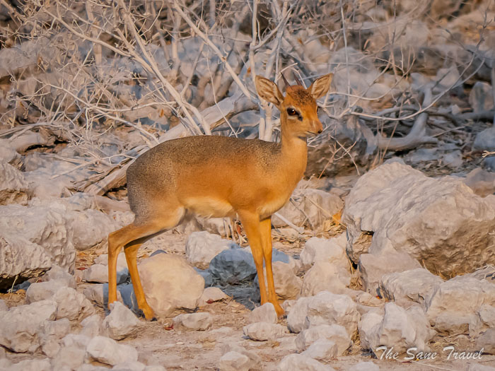 10 dik dik thesanetravel.com P1464874