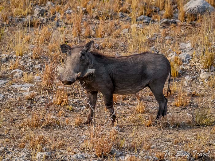 12 warthog thesanetravel.com P1464927