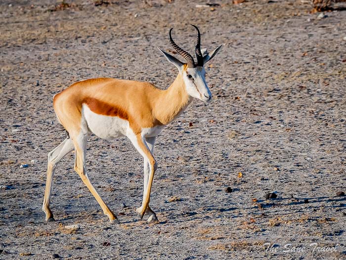 142 springbok etosha thesanetravel.com P1453664
