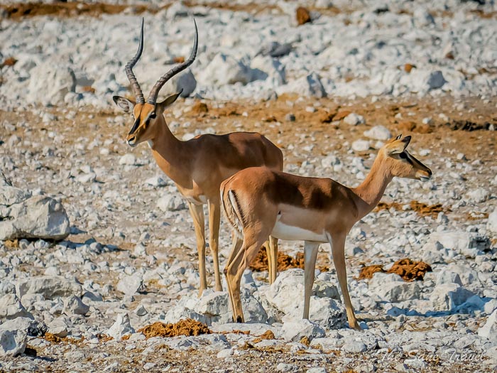 150 impala etosha thesanetravel.com P1454010