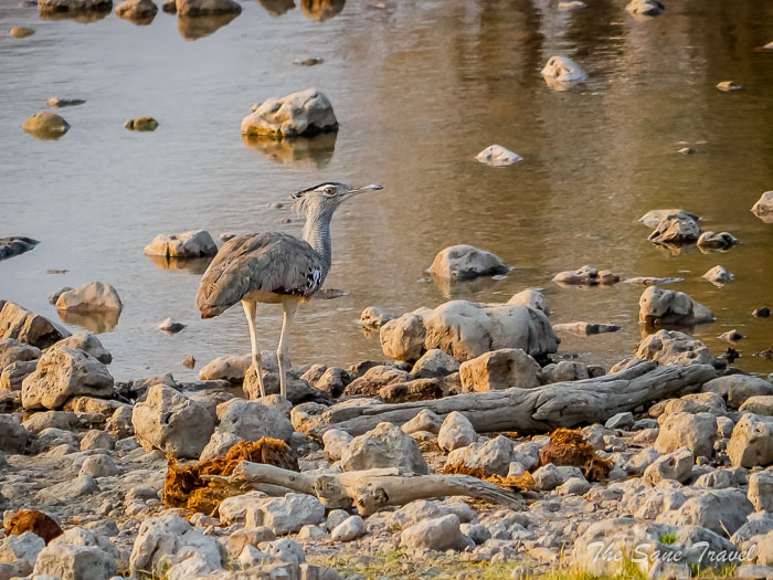 155 kori bustard etosha thesanetravel.com P1464722