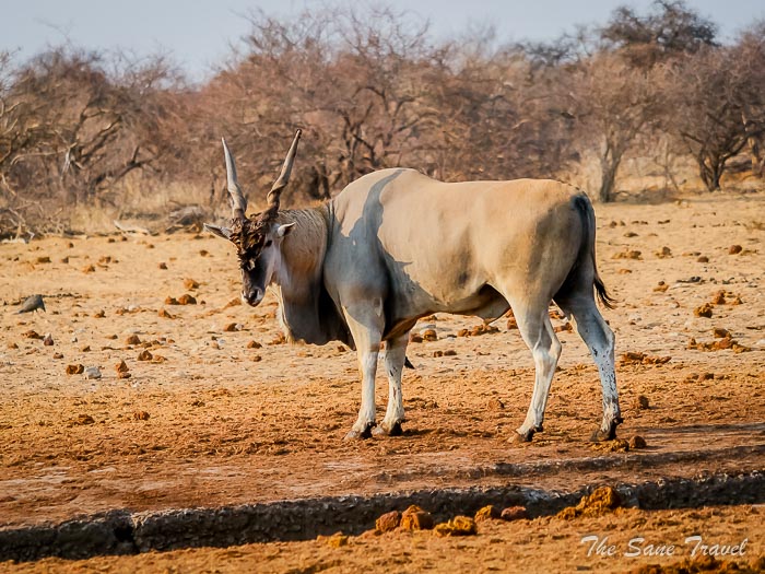 159 eland etosha thesanetravel.com P1454663