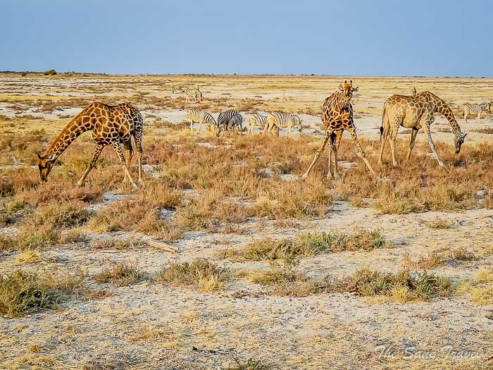 164 giraffes etosha thesanetravel.com 20240918 180524