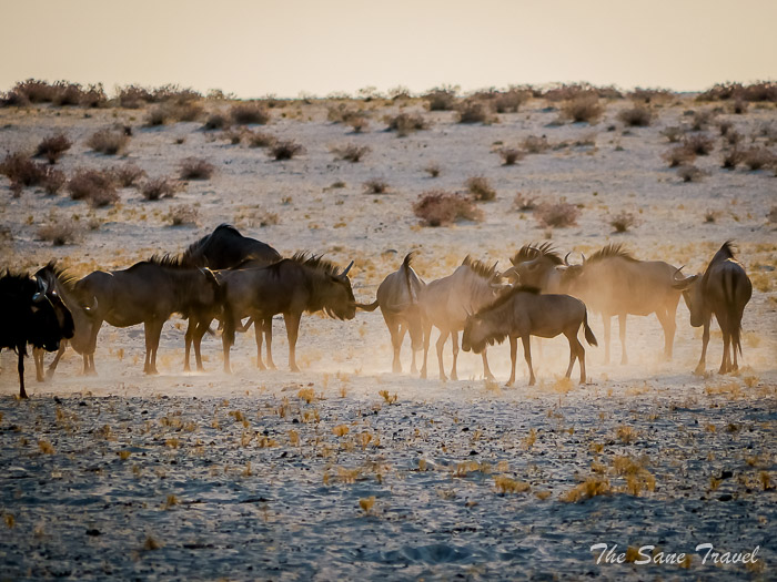 17 wildebeests etosha thesanetravel.com P1443549