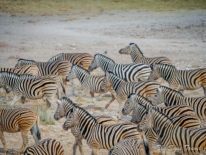 23 zebras etosha thesanetravel.com P1454321