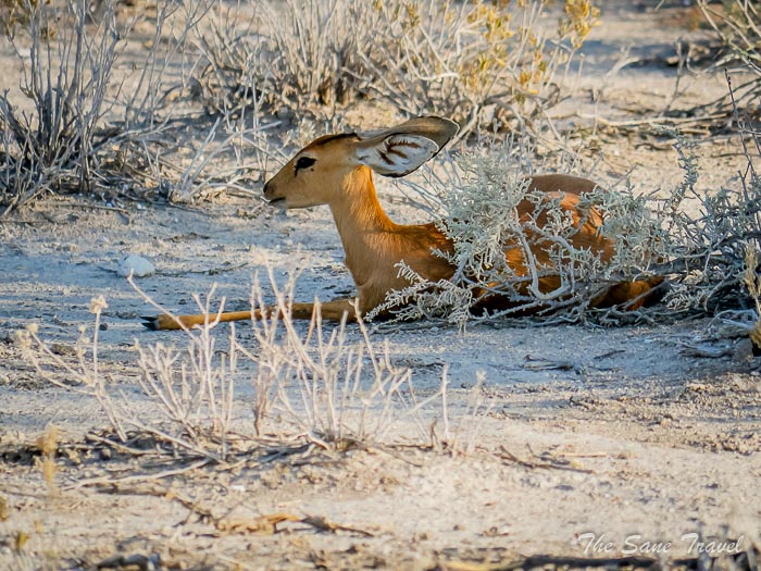 38 steenbok etosha thesanetravel.com P1454172