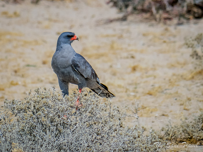 58 goshawk etosha thesanetravel.com P1453809
