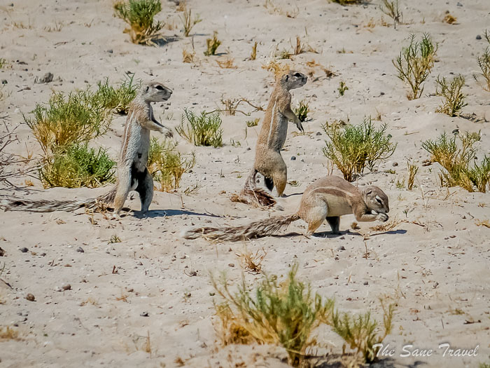 60 ground squirrels etosha thesanetravel.com P1453827