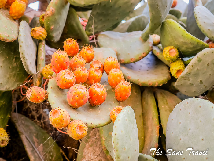 90 prickles gozo thesanetravel.com P1144728