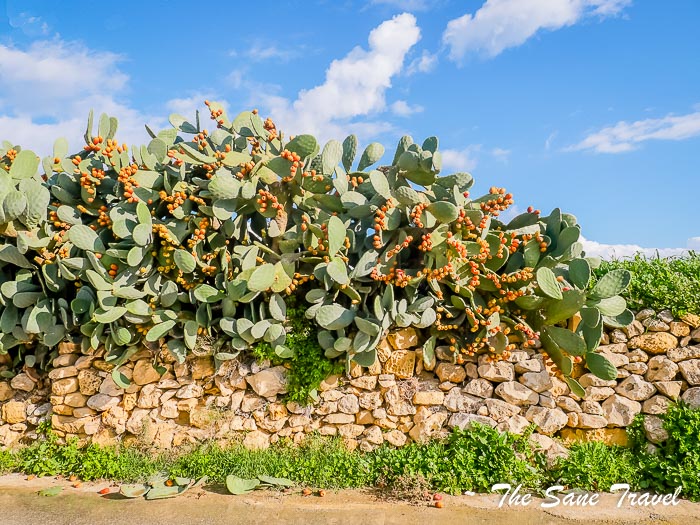 91 prickles gozo thesanetravel.com P1144739