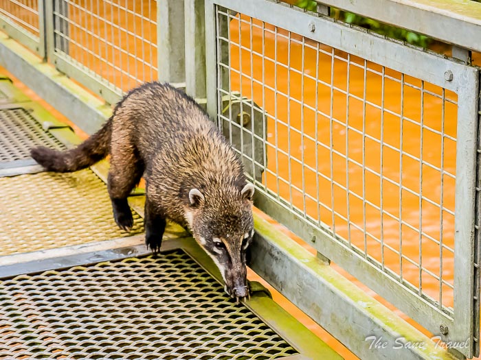 26 iguazu falls thesanetravel.comP1263455