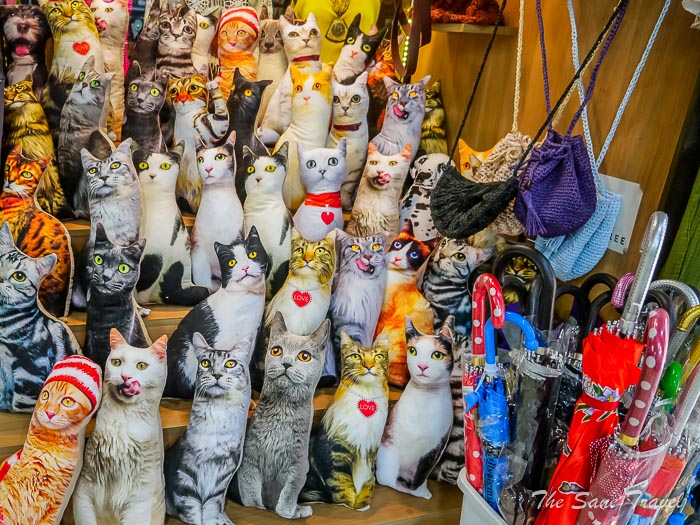 57 cats izmir thesanetravel.comP1310487