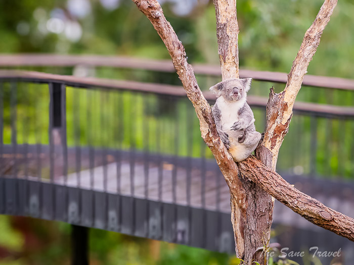 22 taronga koalas thesanetravel.com P1709102