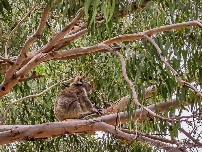 47 hanson bay koalas thesanetravel.com P1720330