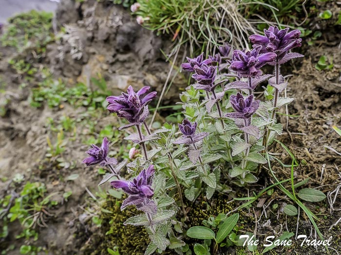 39 landmannlaugar thesanetravel.com P1054027