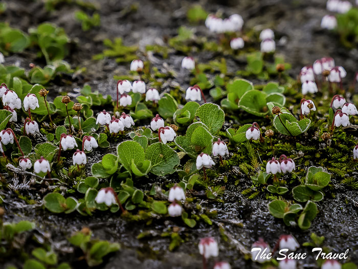 60 landmannlaugar thesanetravel.com P1053906