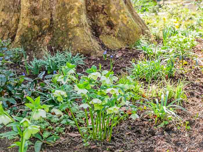 99 lincoln garden thesanetravel.com P1708036