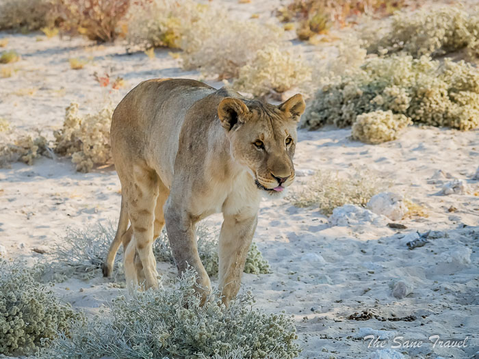 61 etosha thesanetravel.com P1443503