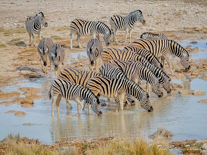 65 etosha thesanetravel.com P1454316