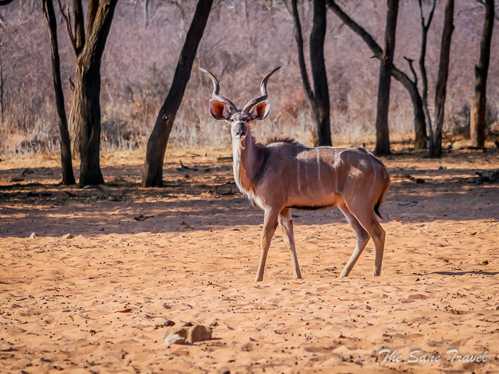 73 waterberg thesanetravel.com P1465017