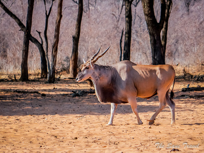 75 waterberg thesanetravel.com P1465048