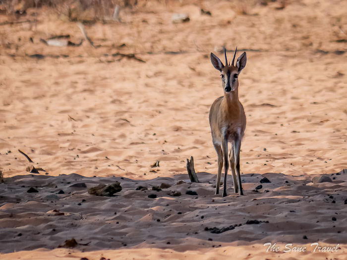 76 waterberg thesanetravel.com P1465062