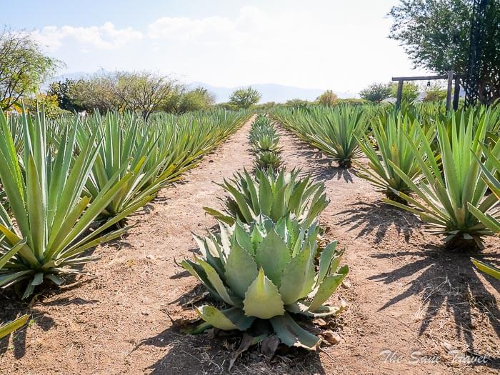 75 mezcal oaxaca thesanetravel.comP1298220