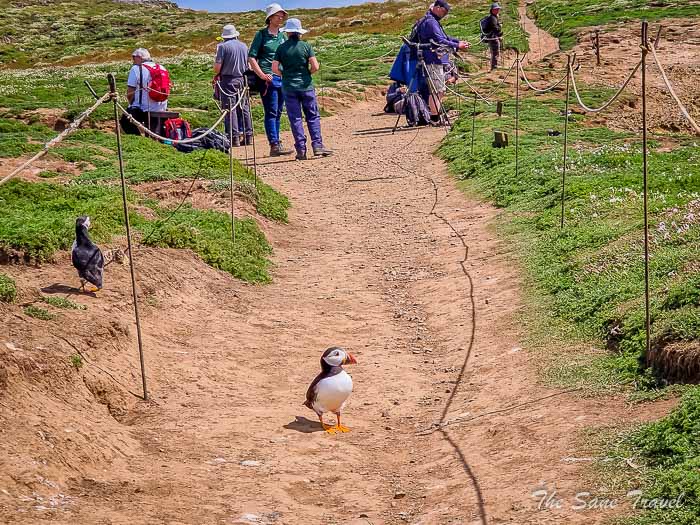 118 skomer thesanetravel.com20220614 150239