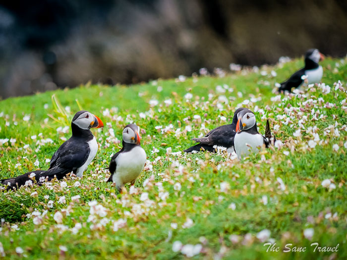 135 puffins skomer thesanetravel.comP1205479