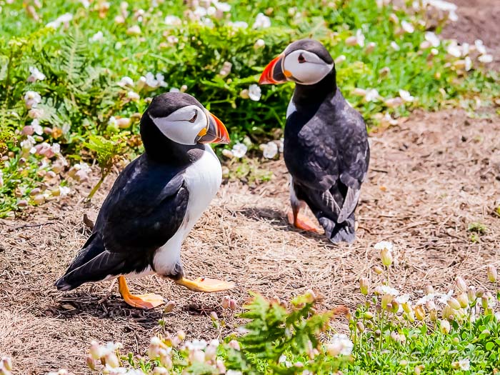 152 puffins skomer thesanetravel.comP1205656