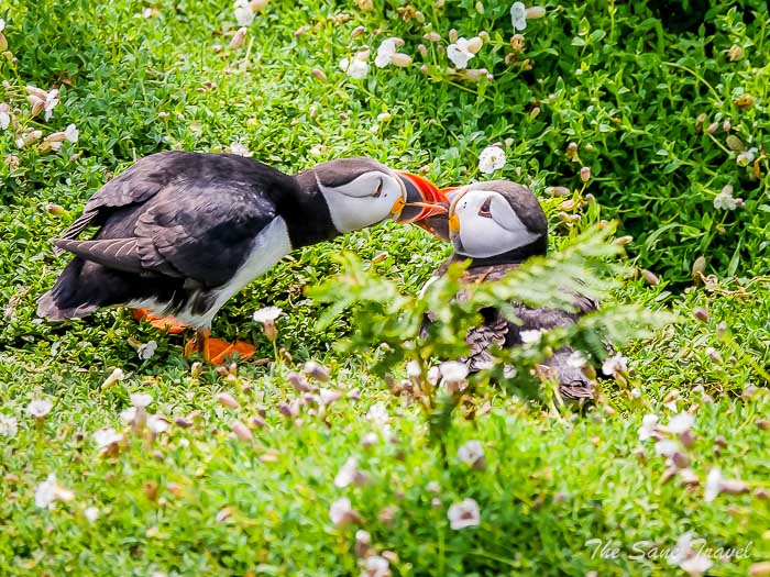 156 puffins skomer thesanetravel.comP1205683
