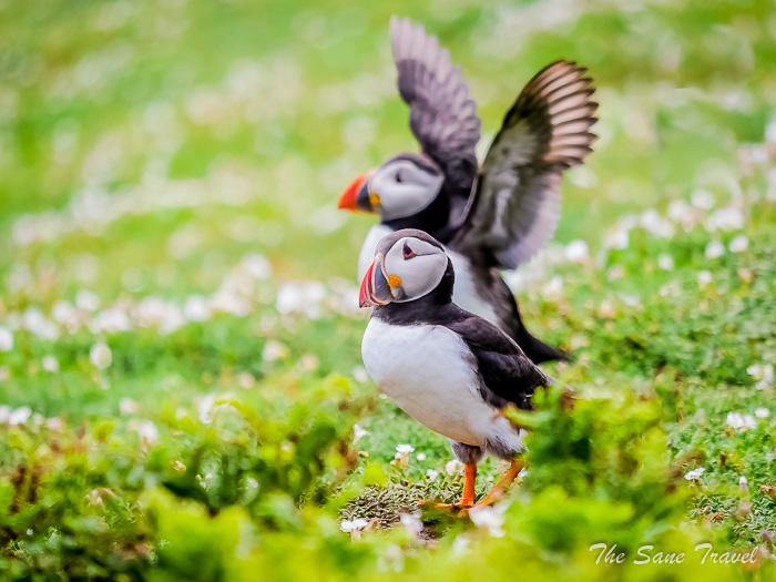159 puffins skomer thesanetravel.comP1205553