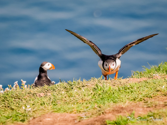 162 puffins skomer thesanetravel.comP1205781