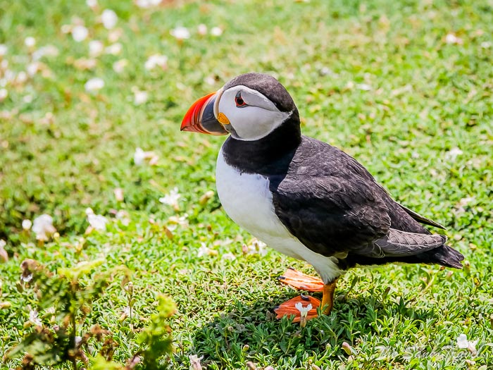 166 puffins skomer thesanetravel.comP1205639