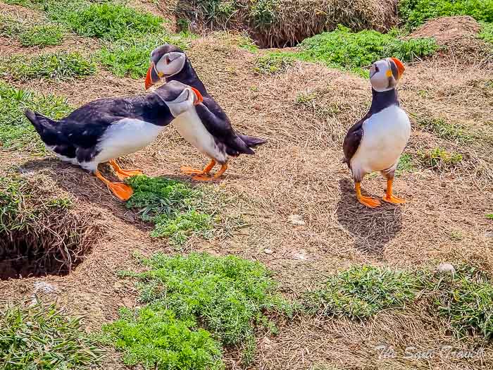 169 puffins skomer thesanetravel.com20220614 150021