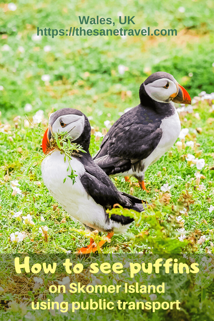 PuffinsS