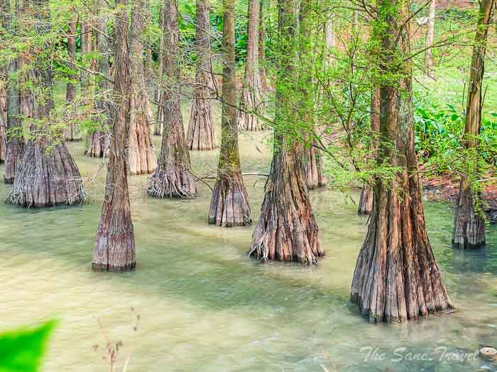 122 trees thesanetravel.com P1556422