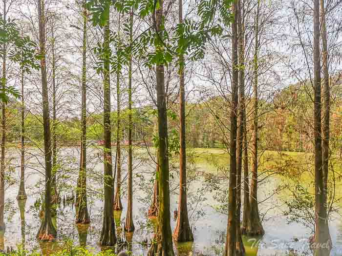 123 trees thesanetravel.com P1556423