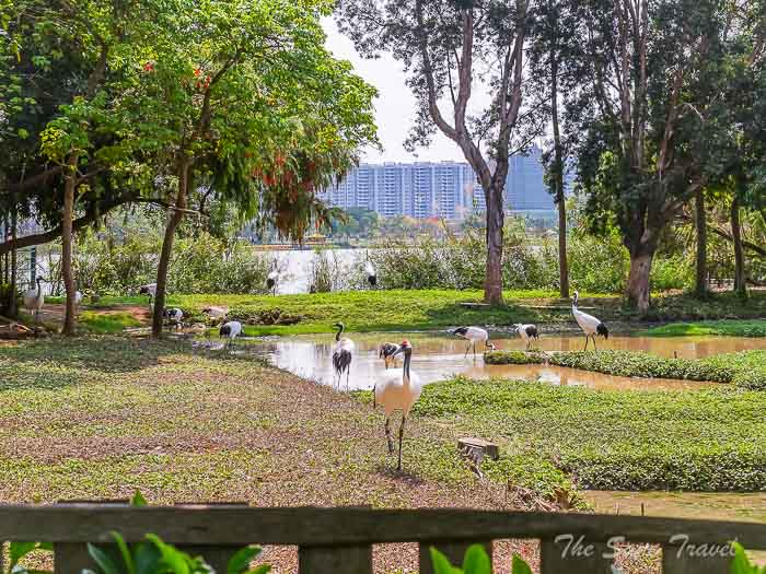 41wetland park thesanetravel.com P1556293