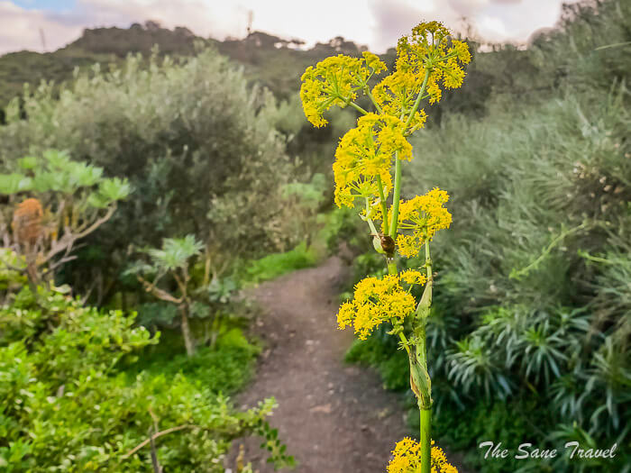 201 flower bandama thesanetravel.comP1286843