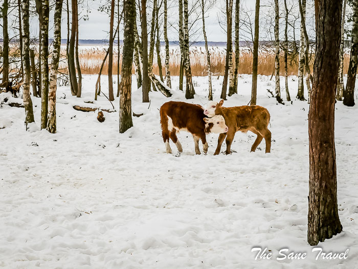 24 engure thesanetravel.com P1011814