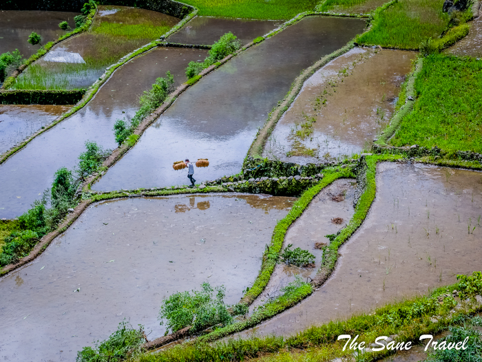 4 rice terraces philippines www.thesanetravel.com 1160726